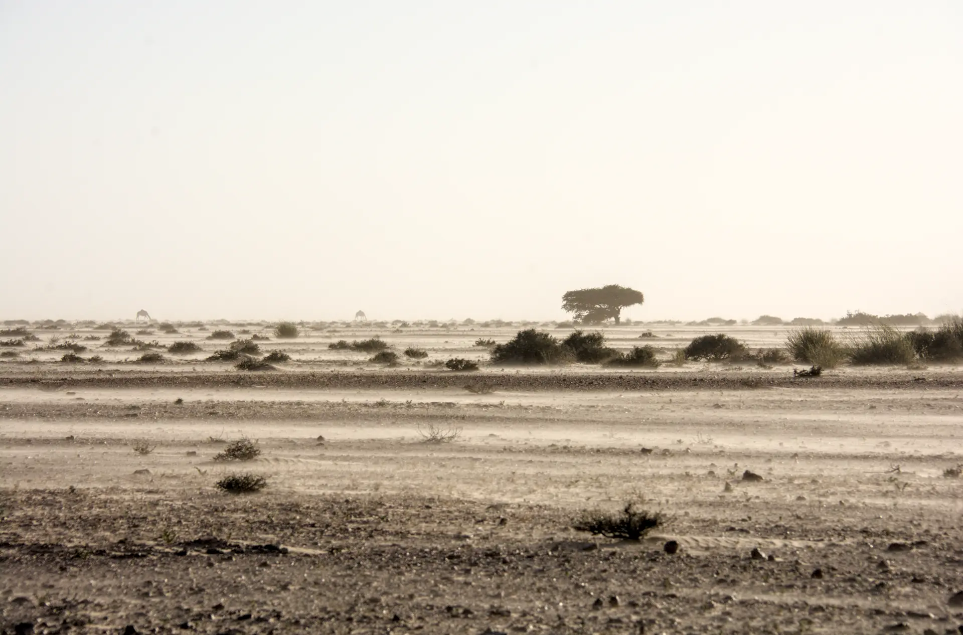 Arbre et Desert Dakhla