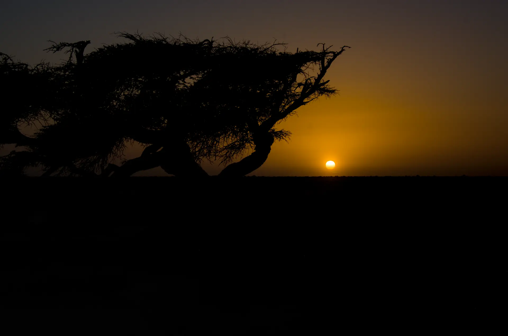 Sunset Arbre du désert Savane Dakhla