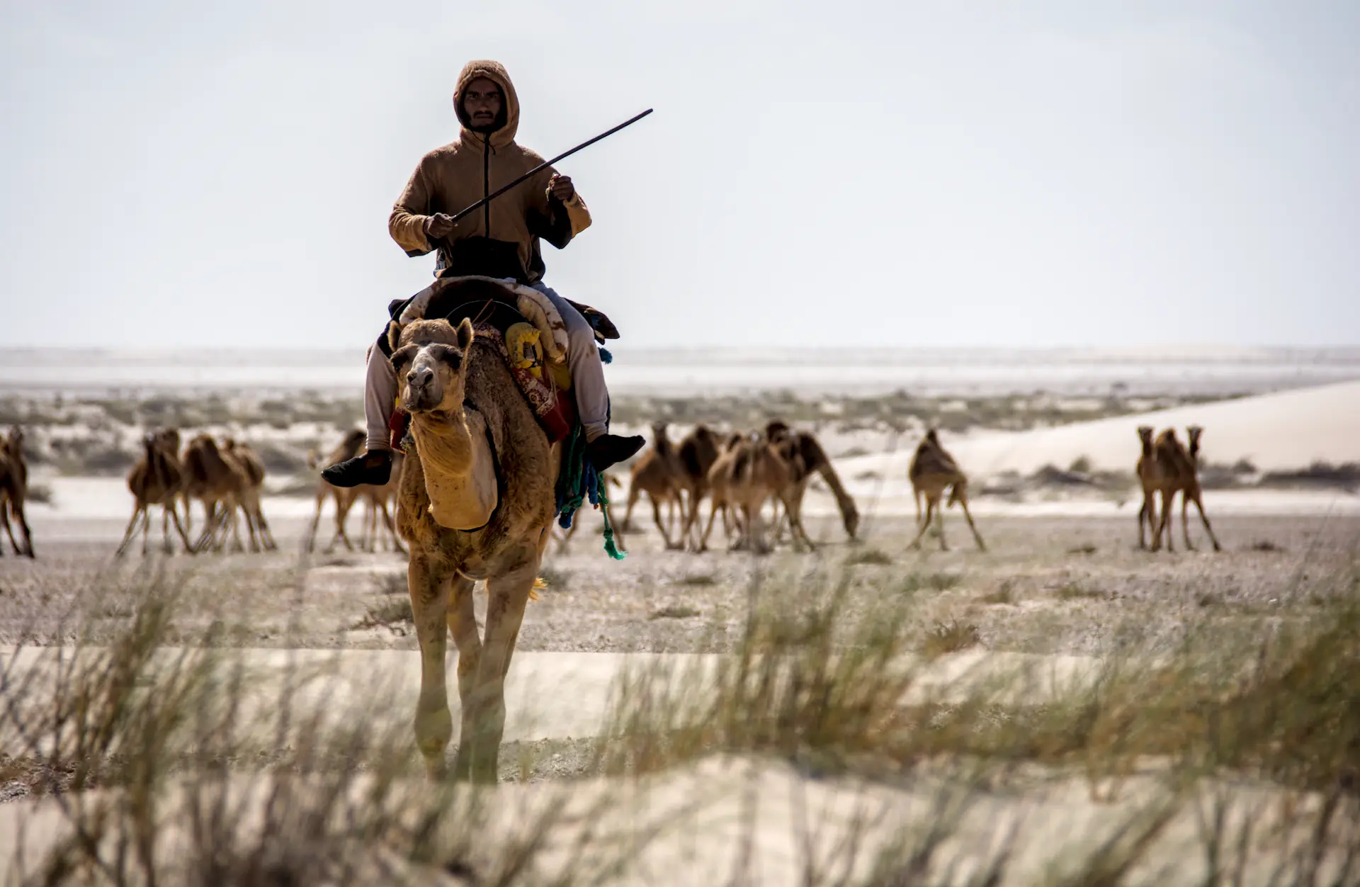 Chamelier dans le désert